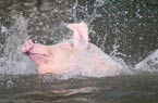 村民赶猪跳水锻炼提升肉品