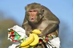 猕猴收到香蕉失望至极