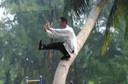 男子在椰子树上练功 