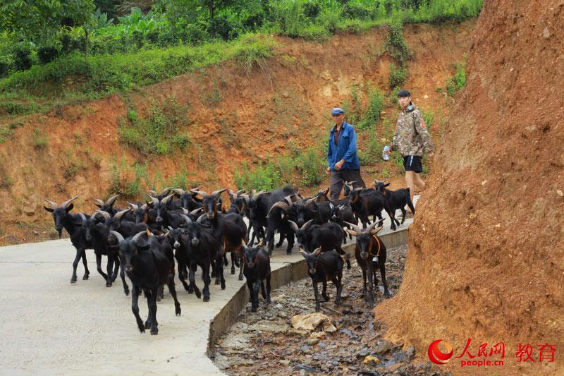 教学闲暇，队员帮助村民放羊，这对自小生活在城市的他们，新奇却又充满挑战。