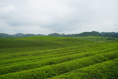 湄潭县坐落于贵州北部，革命老区遵义市境内，山围河绕，云蒸霞蔚。地理位置和地貌地形影响了这里的农耕形态，让这个温润柔美的南方小城拥有了一片翠色欲流的茶海。