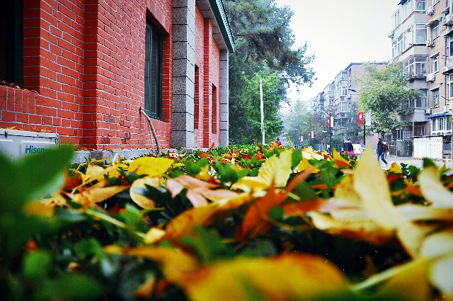 中國人民大學：葉落滿地秋。  攝影/熊瑜 