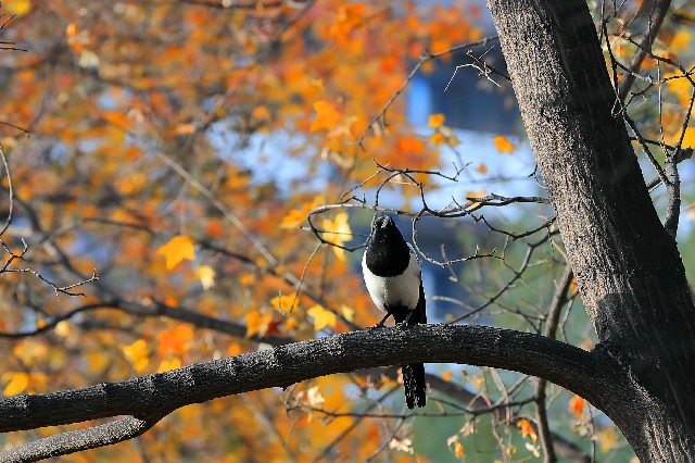 北京師范大學：樹上休息的喜鵲。 攝影/李鳳堂