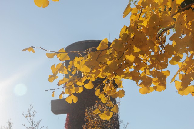 中國農業大學：秋天裡的老水塔。  攝影/徐穎