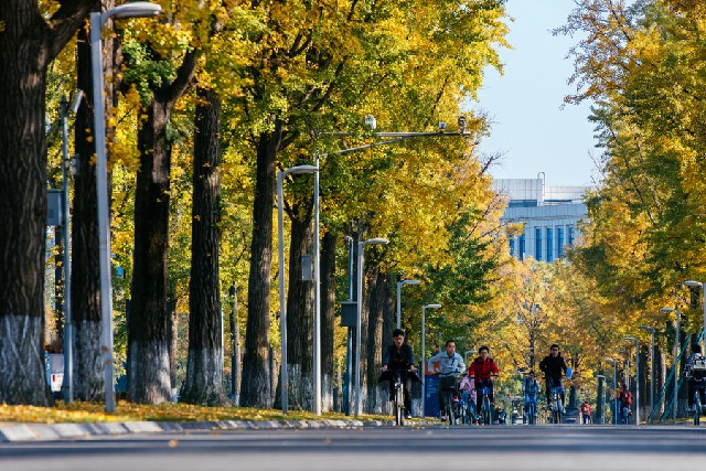 電子科技大學：秋風裡，充滿活力騎自行車的同學。  攝影/鄺俊