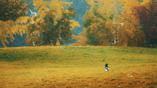 對外經濟貿易大學：鳥兒在校園的草地上張望秋景。 攝影/董思佳