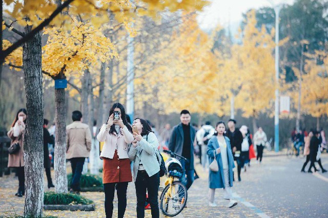 重慶大學：校園秋意正濃。 攝影/夏英倫
