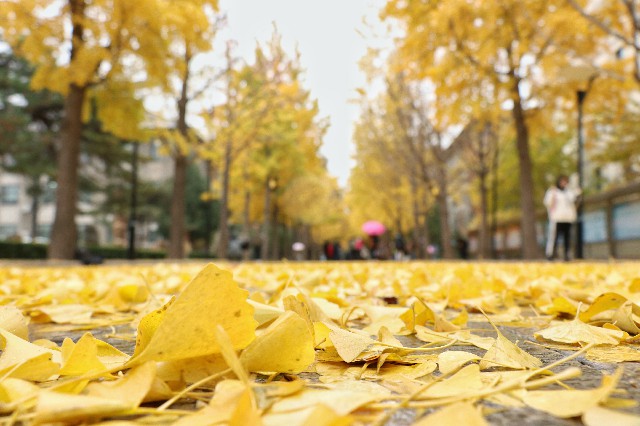 北京林業大學：銀杏葉裝點著校園路面。  攝影/胡洪昊
