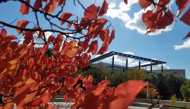 吉林大學：恣意生長的紅葉。  攝影/方衛東