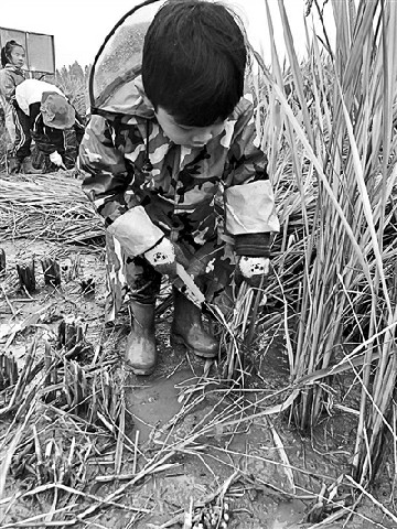 幼儿园组织小朋友割水稻园长称是食育课程的一部分