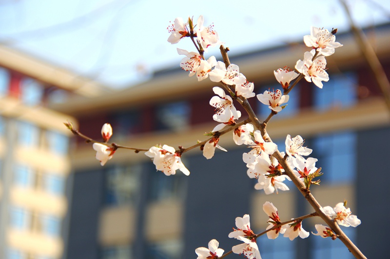 北京中醫藥大學 良鄉校區的梨花開得正好 馬金辰/攝