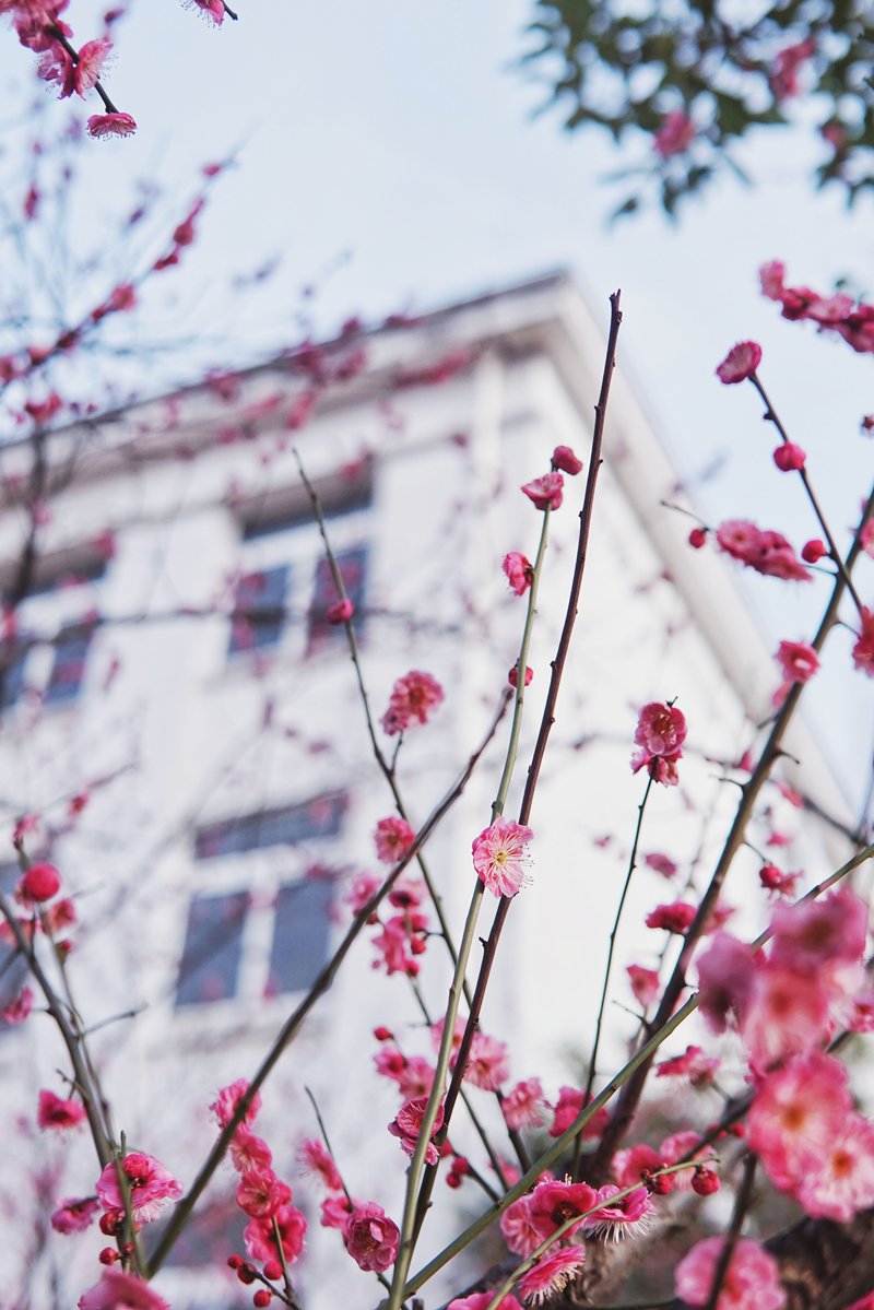 上海財經大學  四教的梅林，梅花開的正盛，粉色的小花連成一片，低調而又絢爛。劉佳欣/攝