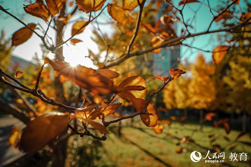 中國石油大學（北京） 教學樓外的陽光透過樹葉 （王柏璇/攝）