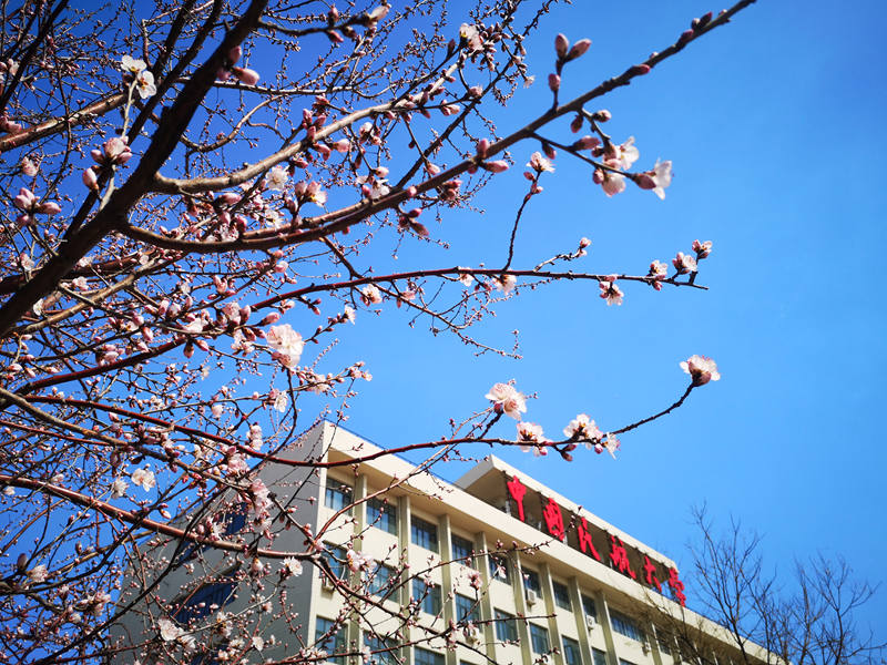 中國民航大學 期待已久的桃花終於被和煦的春風吹開臉龐，露出有些嬌羞的微笑（張雅博/攝）