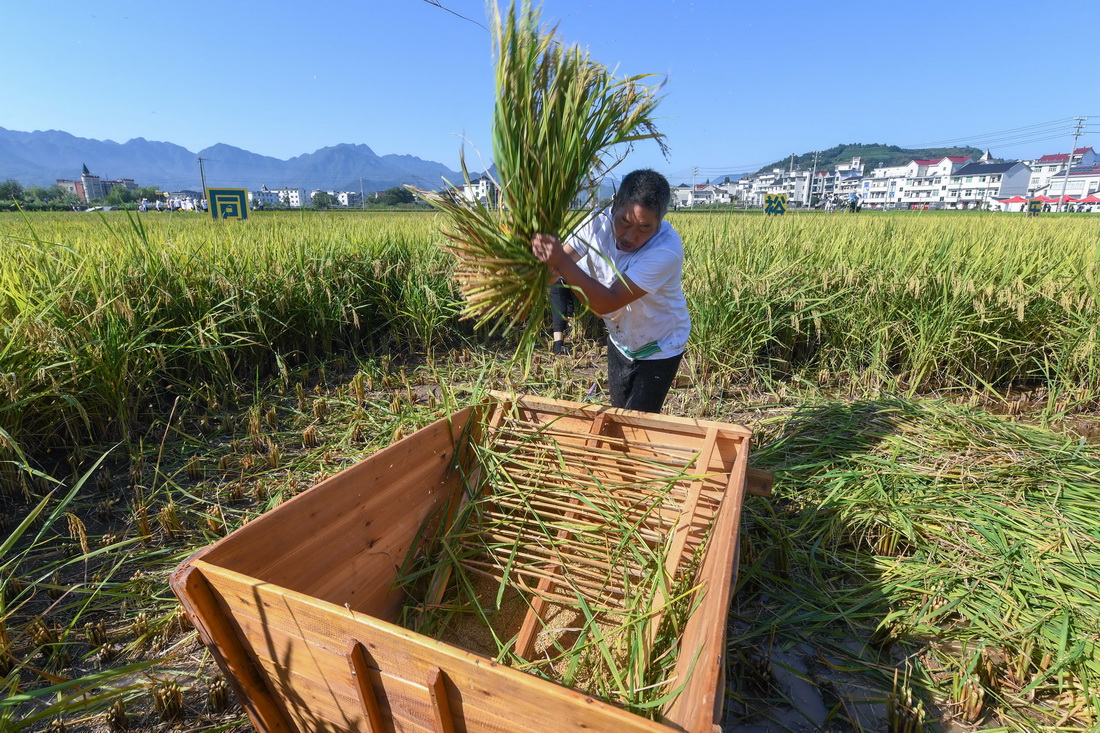 “慶豐收 共富裕”美麗鄉村舉辦稻田趣味運動會