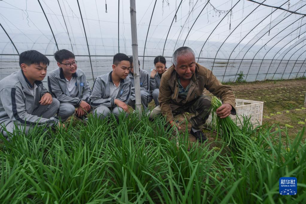 5月12日，东林镇东林中学初二年级学生在种植户的指导下学习收割韭菜。