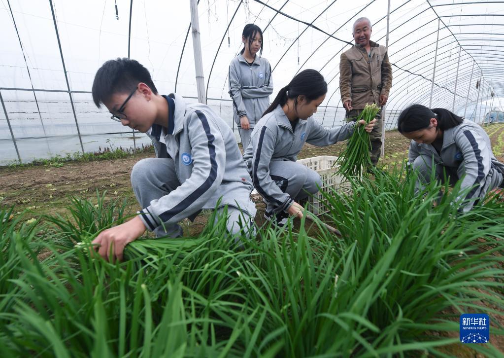 5月12日，东林镇东林中学初二年级学生在种植户的指导下学习收割韭菜。