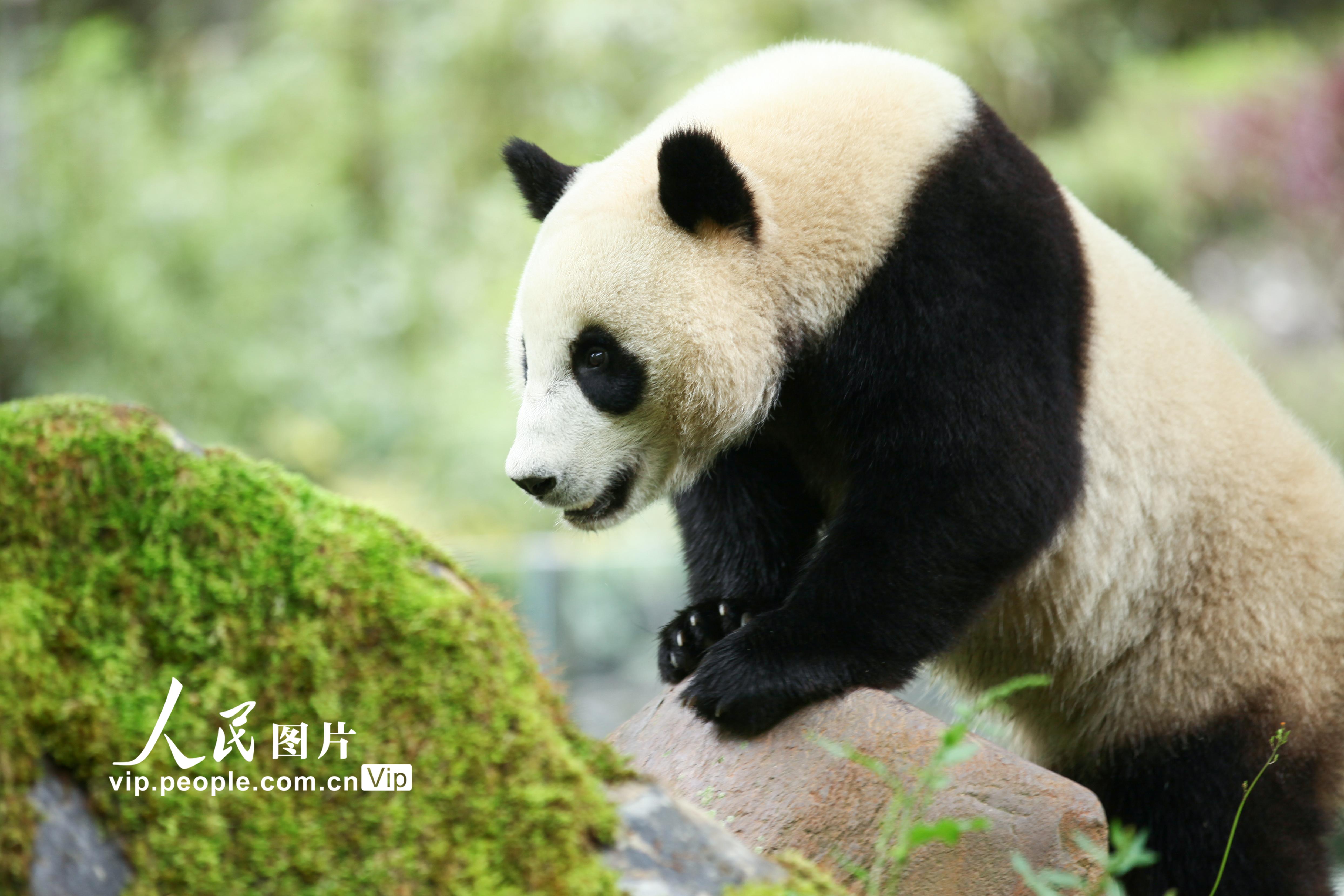 四川臥龍：大熊貓“航寶”的幸福時光