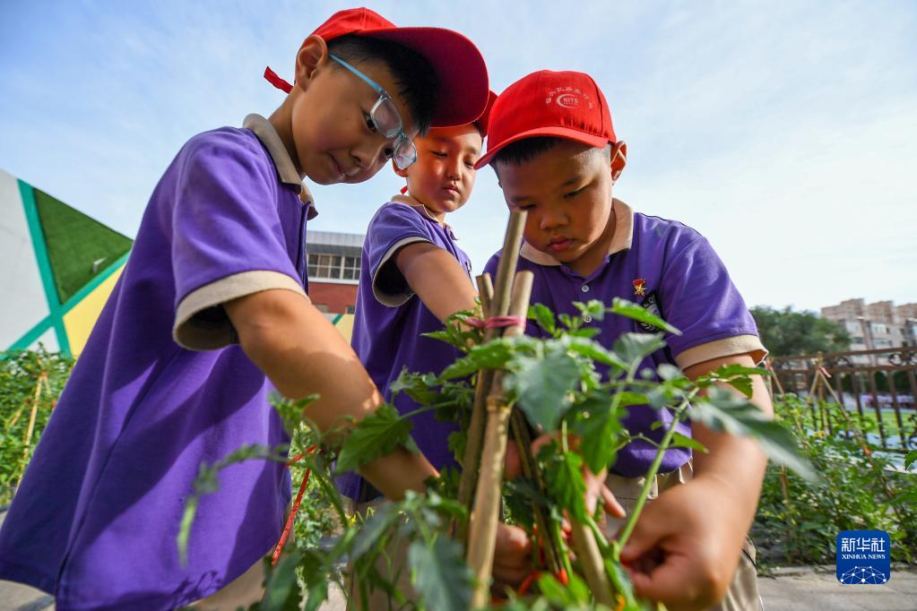 6月24日，在包頭市昆都侖區包鋼第十七小學，學生們利用課余時間學習種菜。