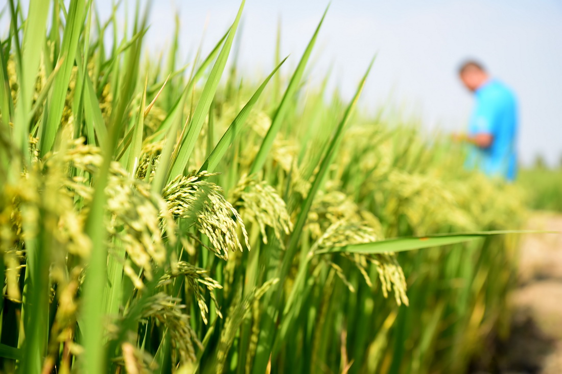 節水穩產、降污減碳的節水抗旱稻