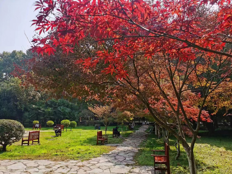 西安交通大学西花园内红叶尽染秋意浓。西安交通大学供图
