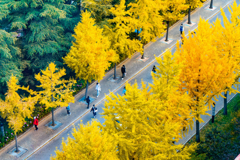中国政法大学：青绿与灿金之间，撞出了一秋的法大。韩启元摄