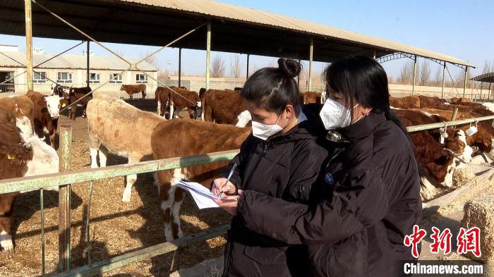 新疆兵团：大学生返乡开展“良种牛繁育”助力乡村振兴