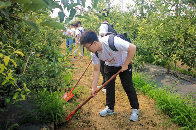 上海財經大學調研師生在河北省保定市一蘋果園種植基地參加勞動。校方供圖