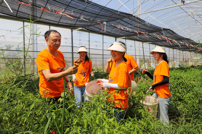 上海財經大學調研師生在江西省上饒市余干縣瑞洪鎮蔬菜基地開展勞動。校方供圖