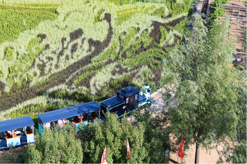 全國最長的稻田小火車。北京科技大學 劉婧琦攝
