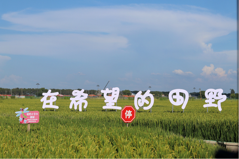 “在希望的田野上”標語展現了沈北人民對美好生活的向往。北京科技大學 劉婧琦攝