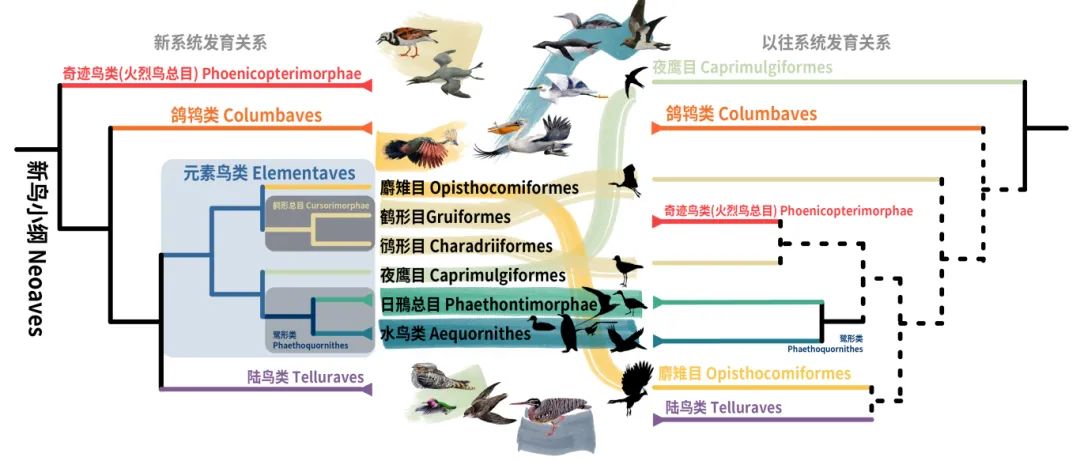 新鳥小綱主要類群的分類變動。浙江大學供圖