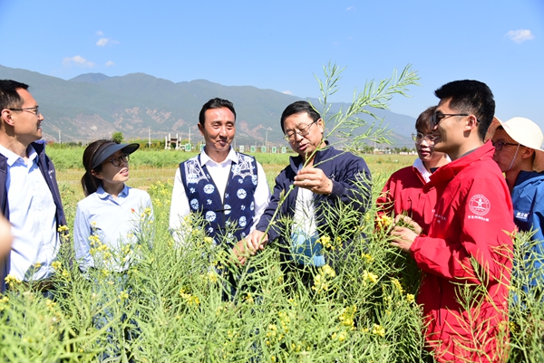 中国农业大学师生在油菜花田间与当地村民推敲植株发育情况。刘铮 摄