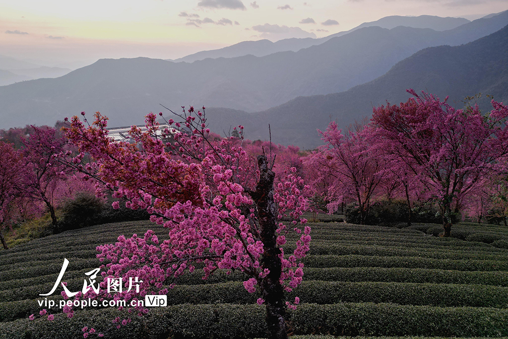 雲南南澗：無量山冬櫻燦若雲霞