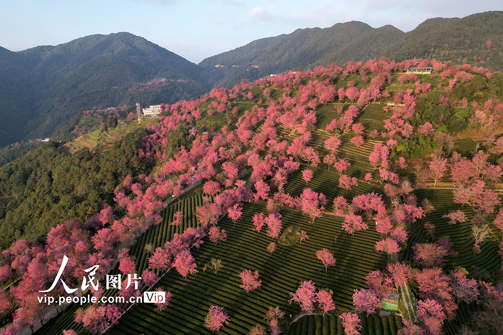 雲南南澗：無量山冬櫻燦若雲霞【5】