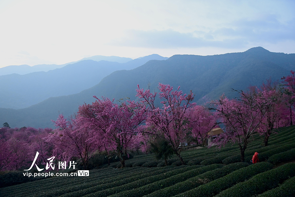 雲南南澗：無量山冬櫻燦若雲霞【8】