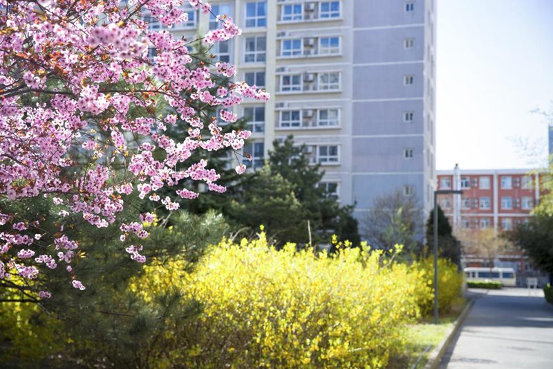 北京科技大学校园内，春花烂漫。王占奎摄