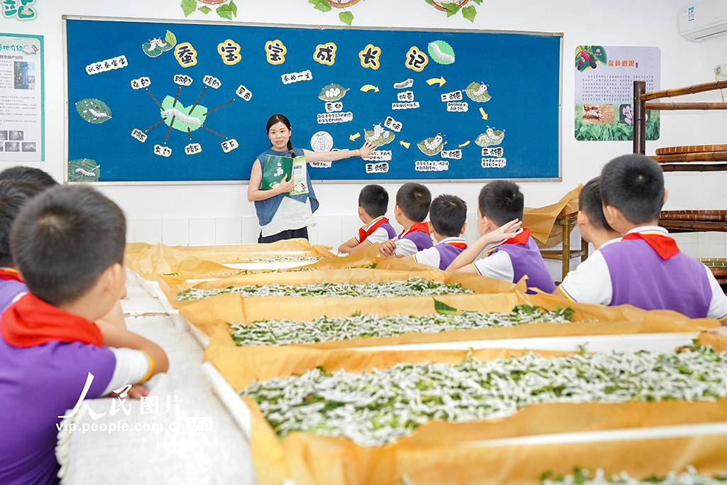 浙江安吉：桑蠶文化進校園【4】