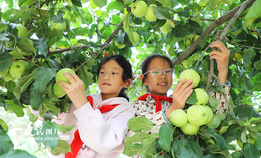 甘肅民樂：校園“豐收節”【4】