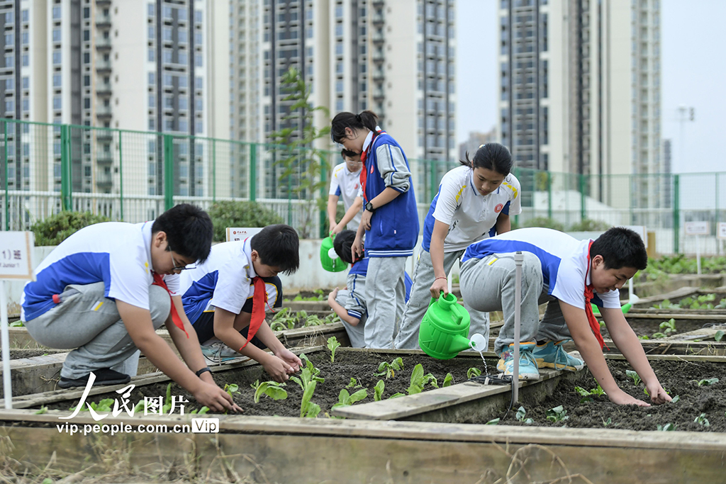 四川成都：校园“空中农田”秋种忙【2】