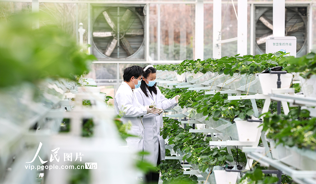 上海：實訓基地學“智慧農業”【2】