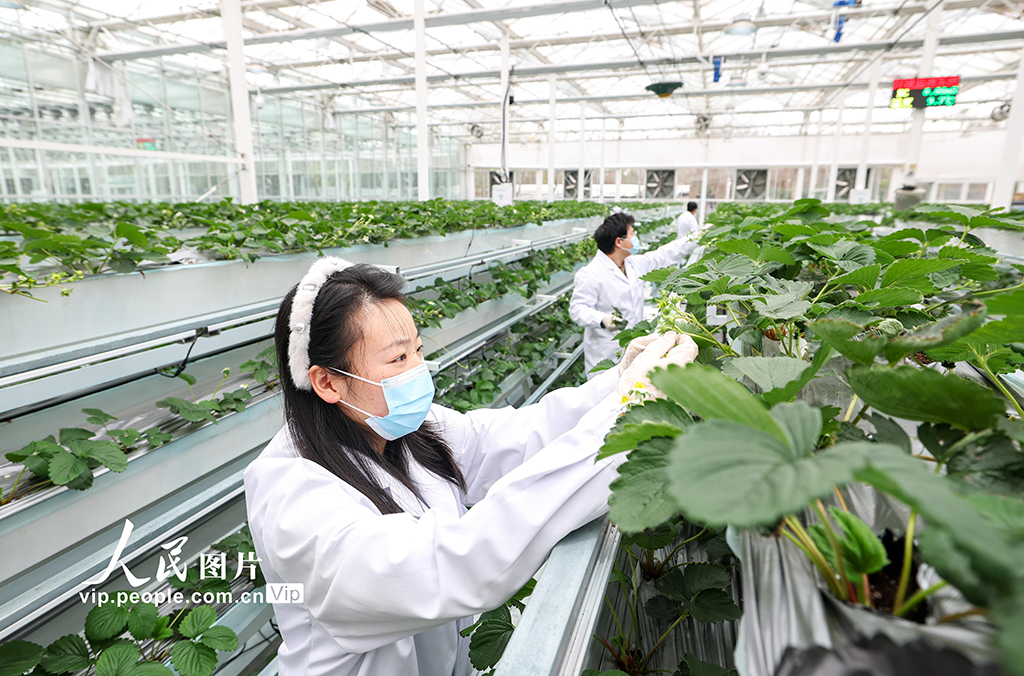 上海：實訓基地學“智慧農業”【3】