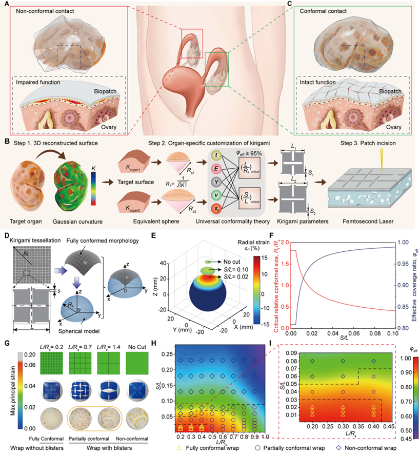 基於剪紙結構的共形理論示意圖。北航供圖
