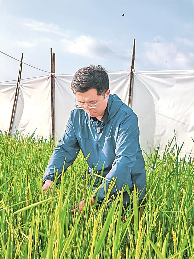 蒋萌在田间窥伺水稻长势。本报记者陈怡摄/光明图片