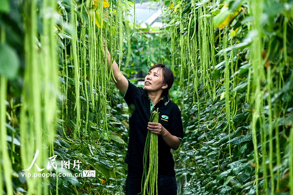 重庆：产学研育良种 赋能渝州种植户【2】