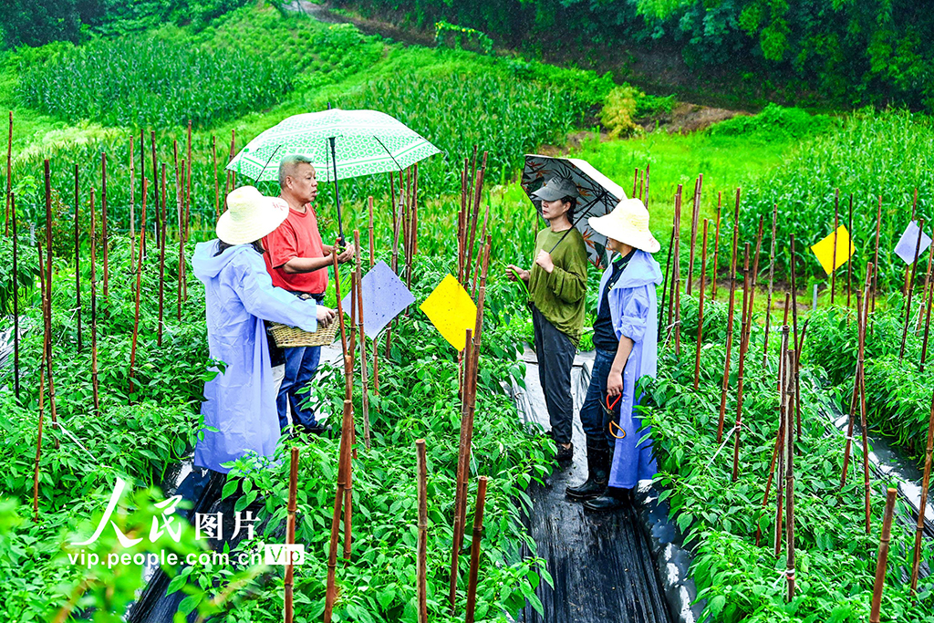重庆：产学研育良种 赋能渝州种植户【5】