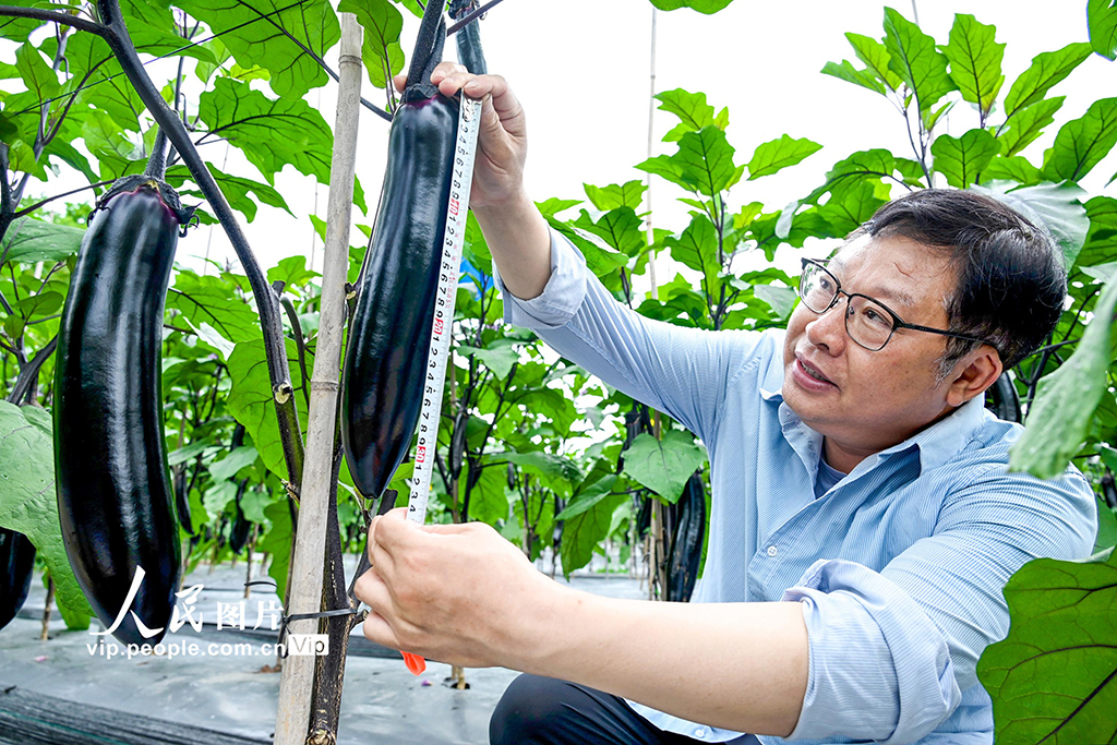 重庆：产学研育良种 赋能渝州种植户【6】