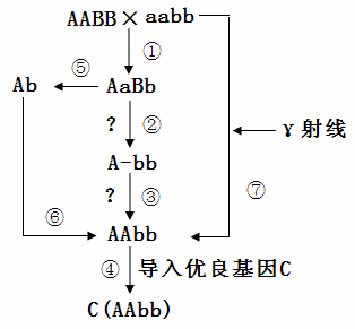 遗传图解