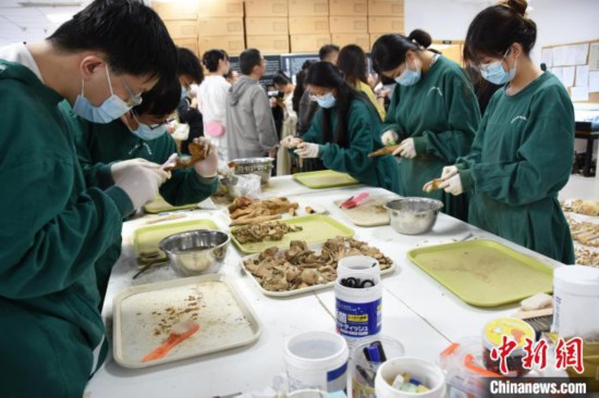 图为郑州大学在校大学生正在清理骨骼标本。　王宇 摄