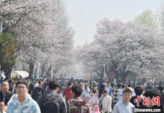 4月21日，多量旅客来到吉林大学南岭校区赏花。张瑶 摄